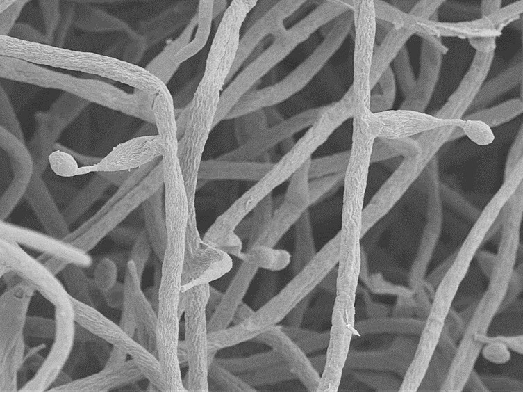 Ophiocordyceps mosingtoensis